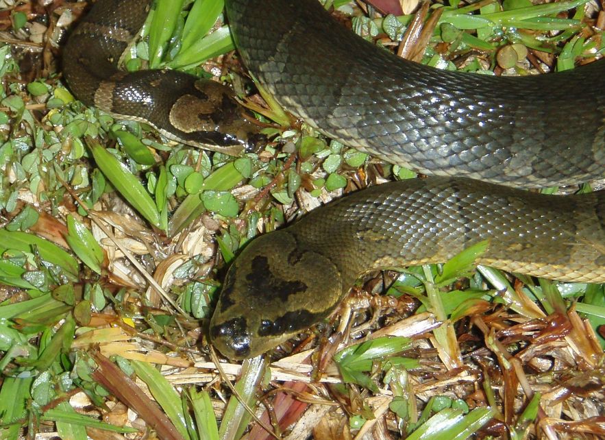 Cryptelytrops purpureomaculatus